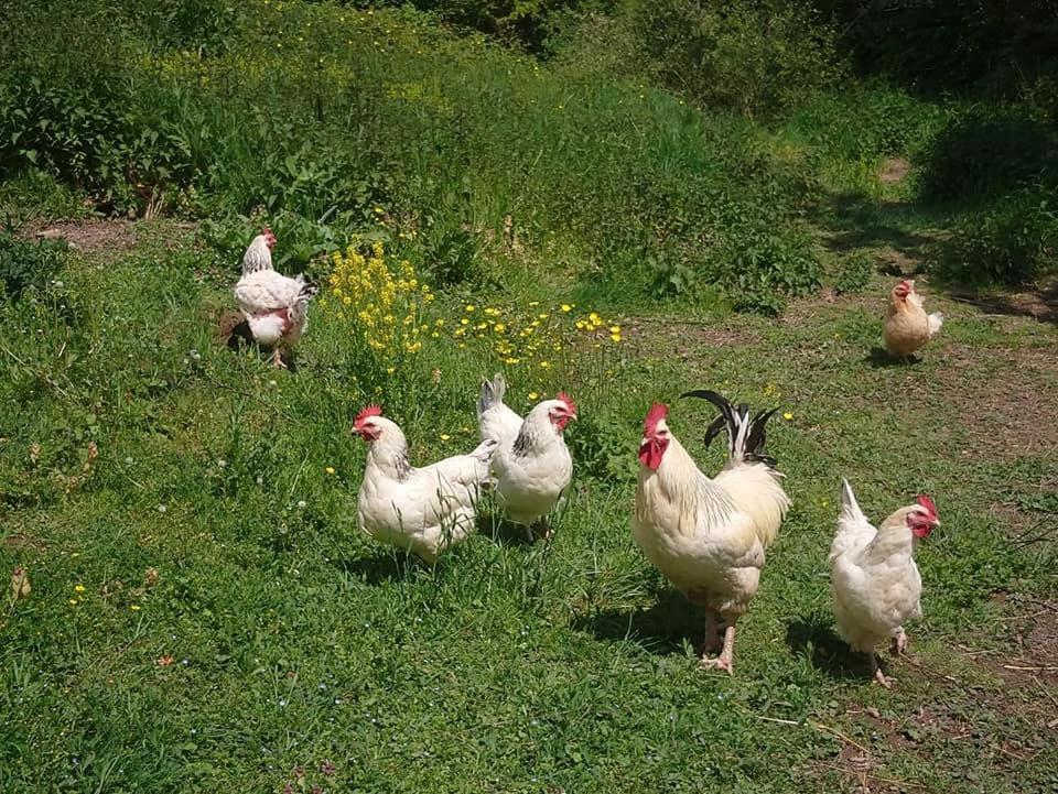Clan Boucheron Louroux-Bourbonnais Εξωτερικό φωτογραφία